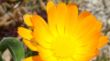 Calendula.jpg